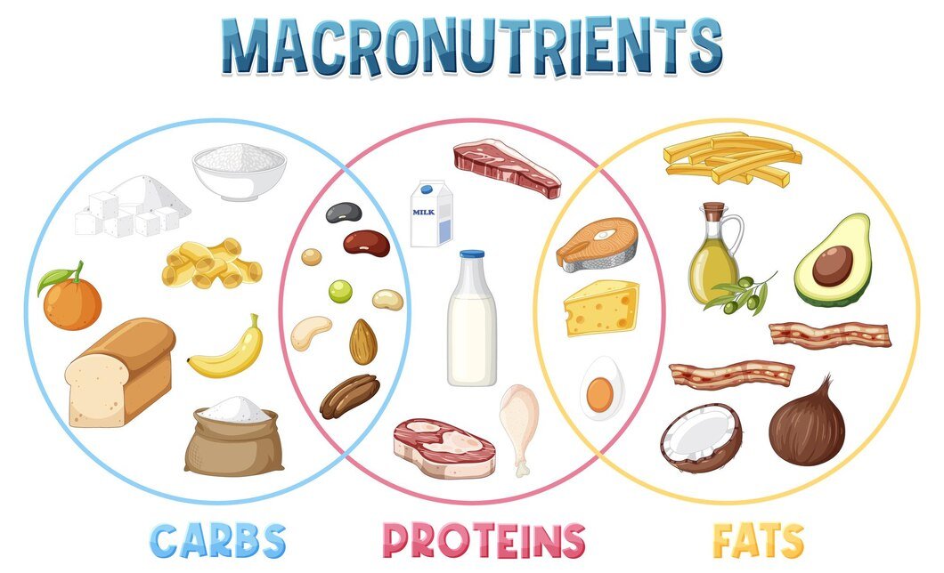 main food groups macronutrients vector 1308 131495